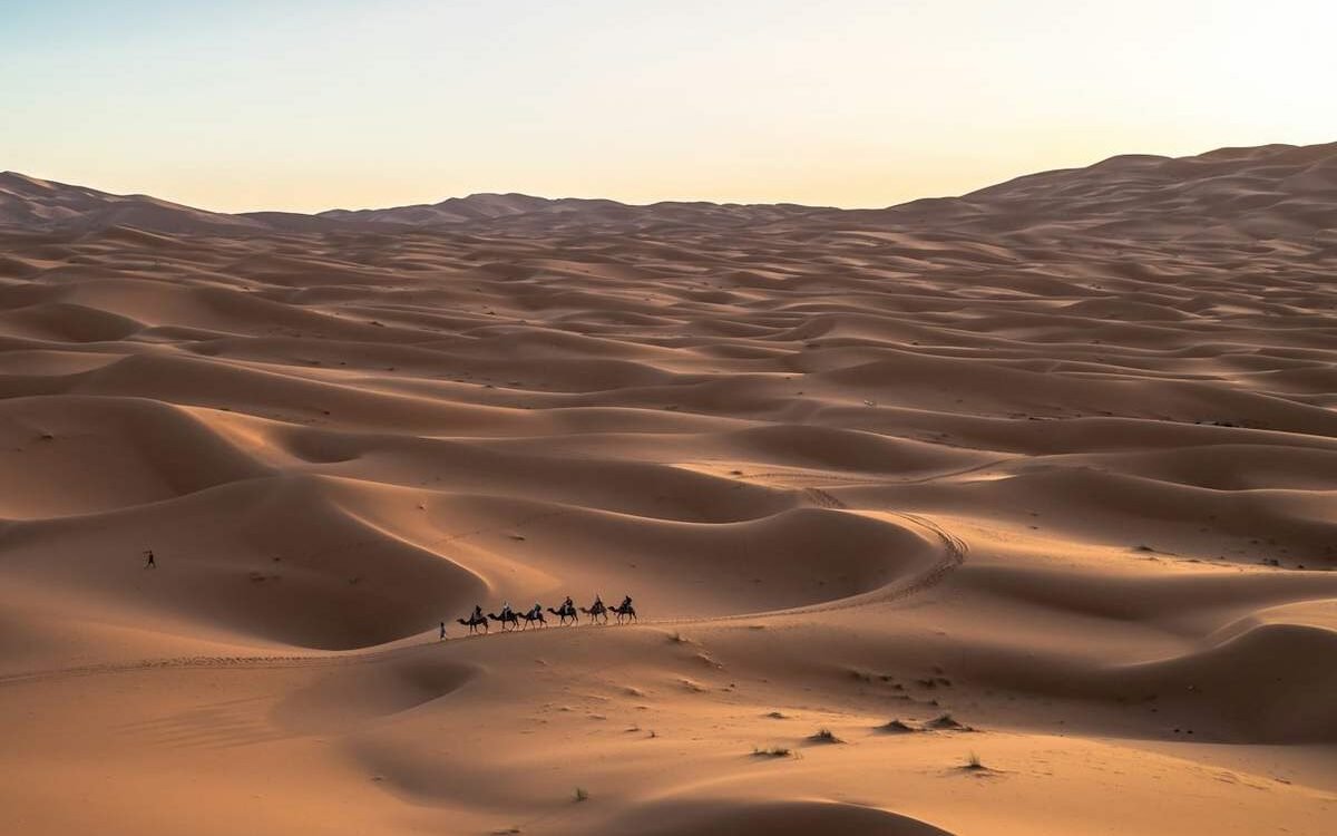 Caravane de dromadaires dans le Sahara